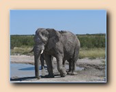 Old elephant