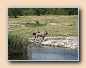 Gemsbok