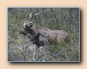 Kudu