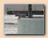 Yellow-footed squirrel