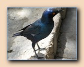 Greater blue-eared starling