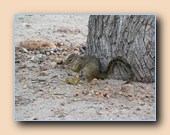 Yellow-footed squirrel