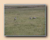 Cranes