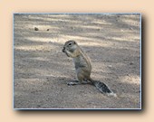 Cape ground squirrel
