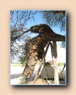 Weaver nest