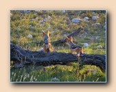 Jackals
