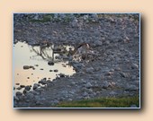 Springbok