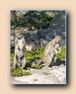 Cape ground squirrels