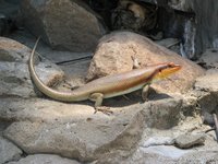 Skink