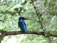 Malachite kingfisher
