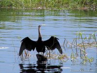 Afrikaanse Slangenhalsvogel