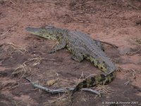 Nile crocodile