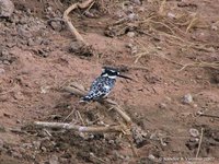 Bonte Ijsvogel