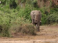 Olifant