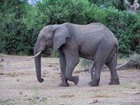 African elephant