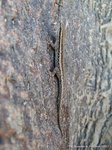 Gekko