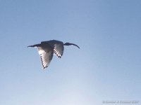 Heilige ibis