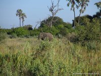 Olifant