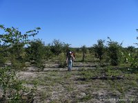 Mopane bosje