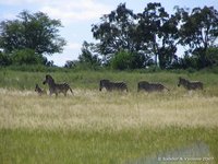 De zebras