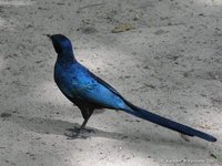 Meves's starling