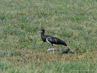 Hadada-ibis