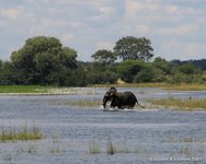 In galop door het water