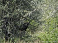 Sabelantilope