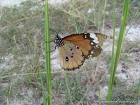 Plain tiger