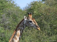 Giraffe