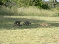 Zebra mangoesten