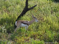 Springbok