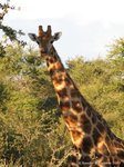 Giraffe