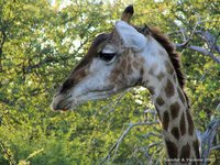 Giraffe van dichtbij