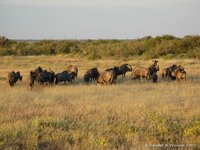 Gnoes