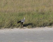 Secretarisvogel