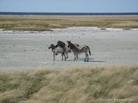 Zebra's