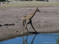 Giraffe