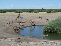 Allemaal dorst