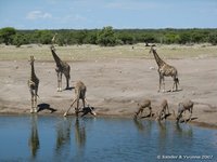 Giraffes en kudus