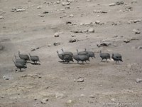 Parelhoenders