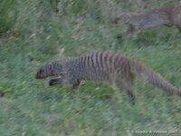 Banded mongoose
