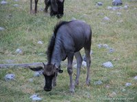 Blue wildebeest