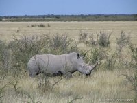 Witte neushoorn