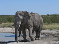 Oude olifant