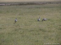 Kraanvogels