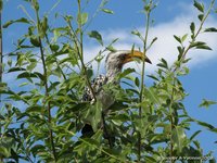 Yellow-billed hornbill