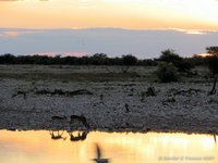 Impalas