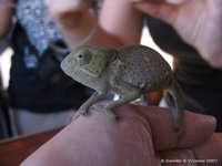 Kameleon