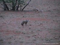 Lepelhond